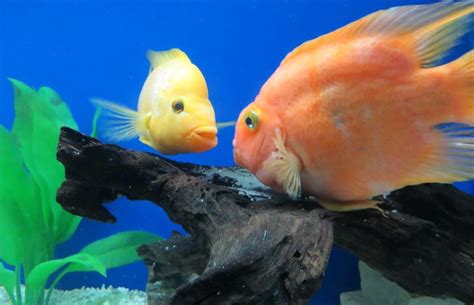 Electric Yellow Cichlid Care and Breeding - The Aquarium Club