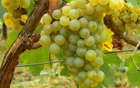 10 Popular White Wine Grape Varieties From All Over the World - Fine Wine Master