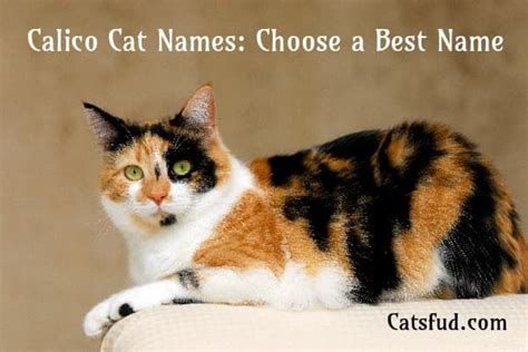 Calico Cat Names: Choose a Best Name - Catsfud | Calico cat names, White cat breeds, Calico cat