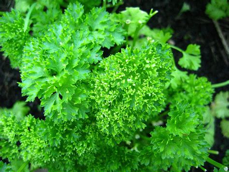 Parsley – Curly – Urban Seedling