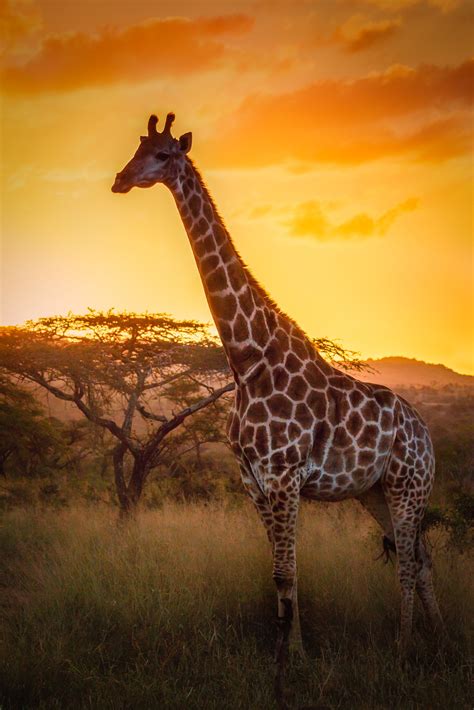 Giraffe at sunset in KwaZuluNatal South Africa | Giraffen bilder, Majestätische tiere, Tier ...