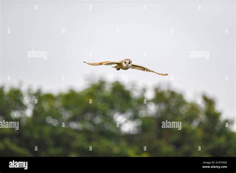 Barn Owl Hunting Stock Photo - Alamy