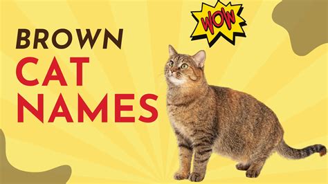 570+ Brown Cat Names [Creative Naming Guide]