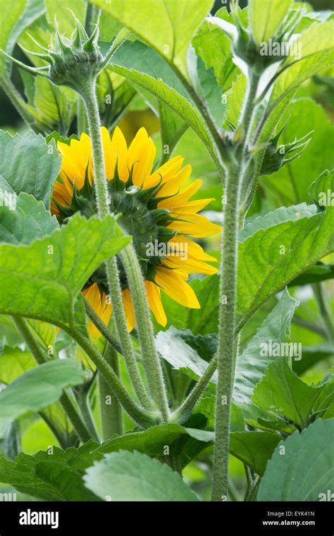 Sunflower Stem And Leaves