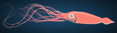 Giant Squid Clip Art Image - ClipSafari