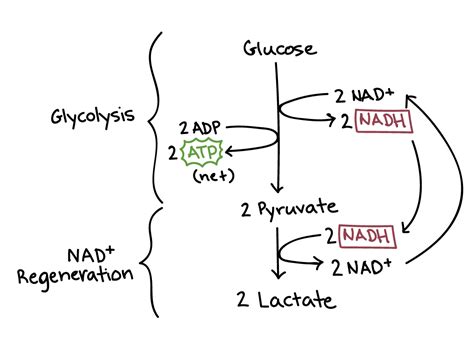 Fermentation, Lactic acid, Anaerobic Pathways - Grodski AP Biology