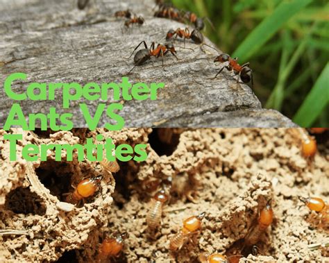 Do Carpenter Ants Eat Live Trees - Picture Of Carpenter