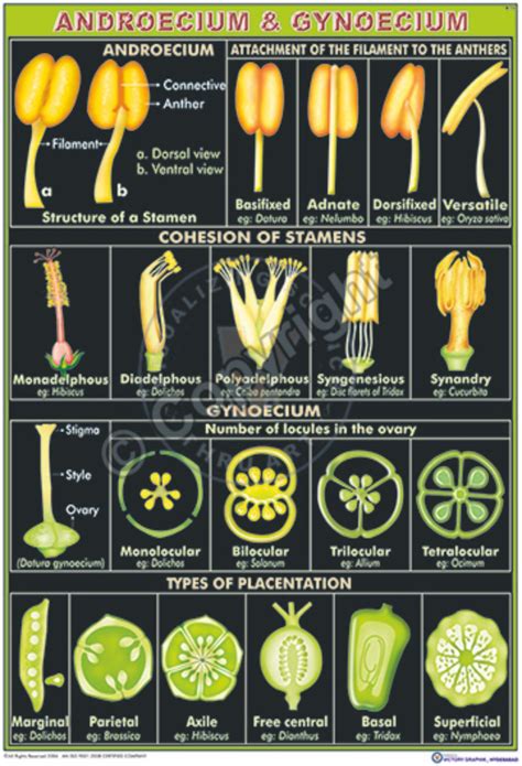 Victory Graphik | B-13 Androecium and Gynoecium