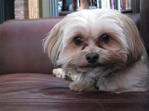 Male Yorkie Poo Haircuts Styles Pictures - Draw-metro