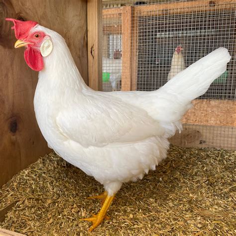 The Poodle and The Hen | White Leghorn Chicken Breeding