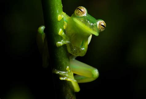 Tree Frog Rainforest Animals