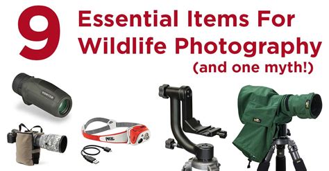 9 Essential Pieces Of Wildlife Photography Gear (+ One Myth!)