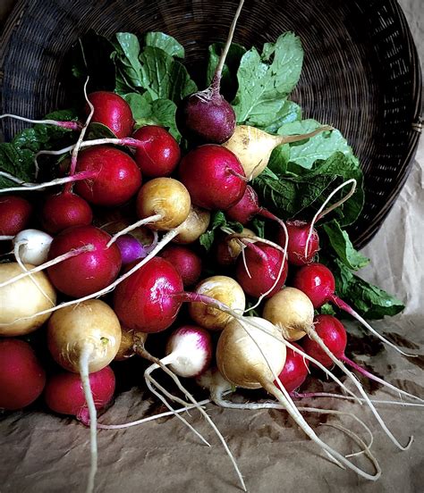 Mixed Heirloom Radishes – Eckerton Hill Farm