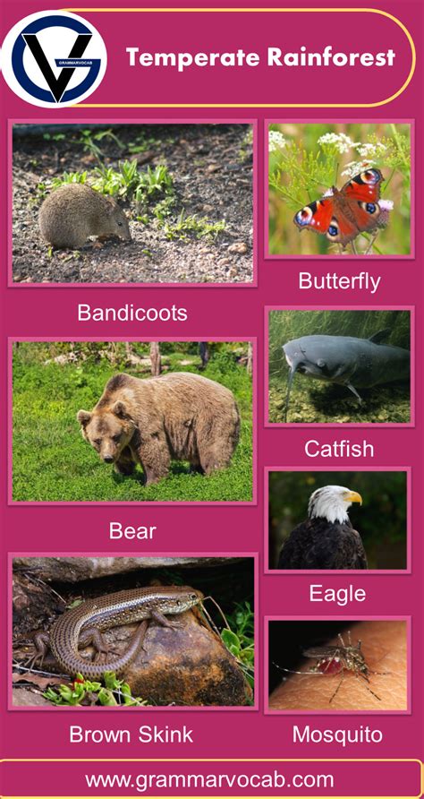 Rainforest Animals Names with Pictures | PDF - GrammarVocab