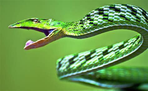 Green Vine Snake by Ravikanth Photography