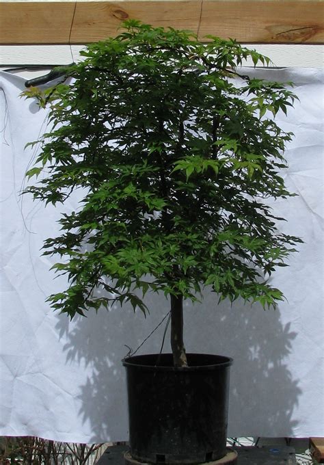 Acer palmatum ‘Ukigumo’ – “Floating Cloud Japanese Maple” Bonsai – Colorado Rocky Mountain ...