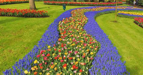 Amsterdam Tulip Festival — Everything you need to know to visit