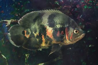 Oscar Fish Diseases and Treatments | LoveToKnow Pets