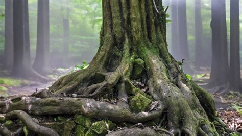 Download wallpaper 3840x2160 tree, roots, trunk, moss, forest 4k uhd 16:9 hd background