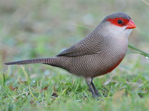 Common Waxbill - eBird