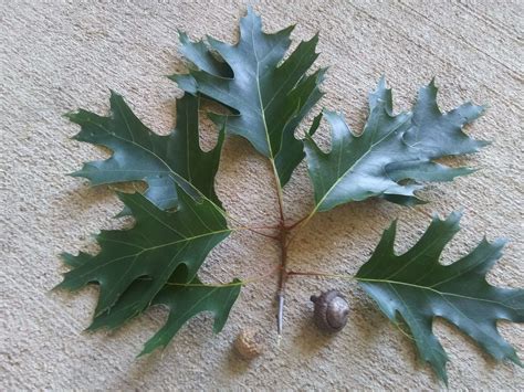 Oak Tree Leaves Identification Pictures : How To Identify Oak Leaves ...