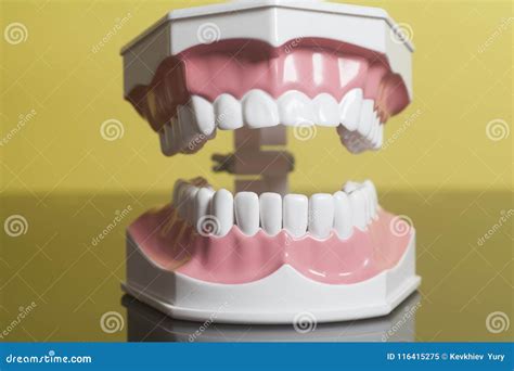 Dental human teeth model stock image. Image of medicine - 116415275