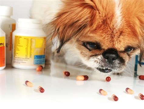 Pet Poison Prevention | Advantage Veterinary Center