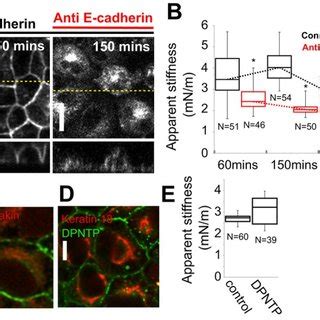 Contribution of adherens junctions and desmosomes to tissue-level... | Download Scientific Diagram