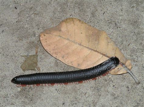 Best Millipedes Control - Products and Home Remedies That Work - How I Get Rid Of