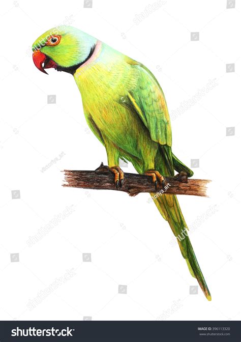 Parrot Green Drawing Psittacula Krameri Stock Illustration 396113320 | Shutterstock