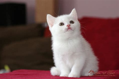 British Shorthair Kittens - Beauty of Freya