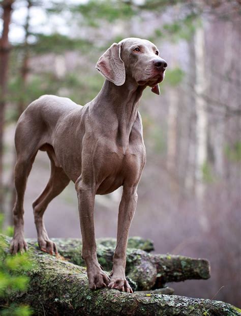 Best Large Dog Breeds – Which Are the Top Family Pets?