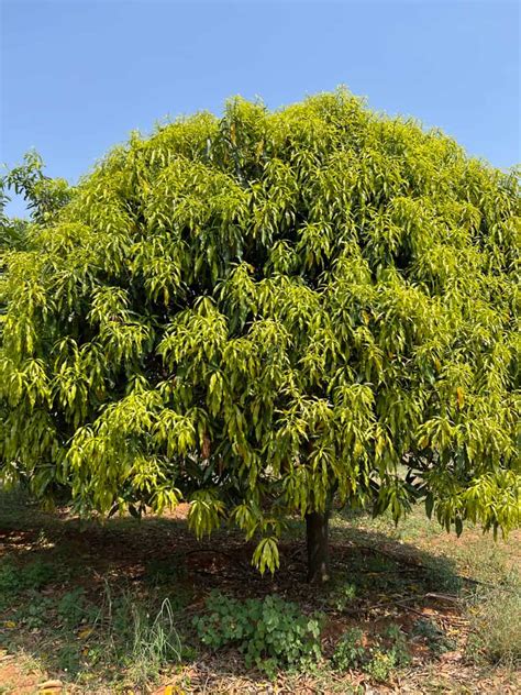 Common Mango Tree Diseases: Symptoms, Identification, Treatment, Control, and Management | Pests ...