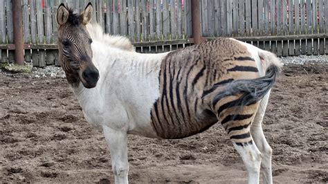 A Zorse Is a Horse, of Course, But It's Also a Zebra | HowStuffWorks