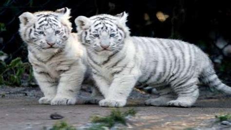 TIGER WALLPAPERS: White Tiger Cub Wallpapers