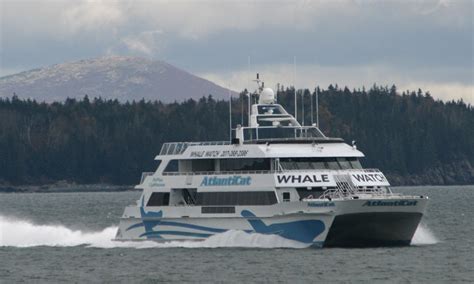 Bar Harbor Whale Watching, Maine Whale Tour Companies - AllTrips