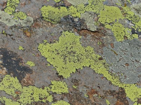 Free Images : grass, stone, moss, geology, outcrop, vegetation, tundra ...