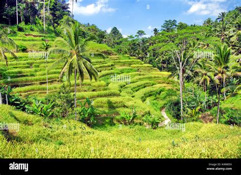 Rice terraces of Ubud, Bali, Indonesia Stock Photo - Alamy