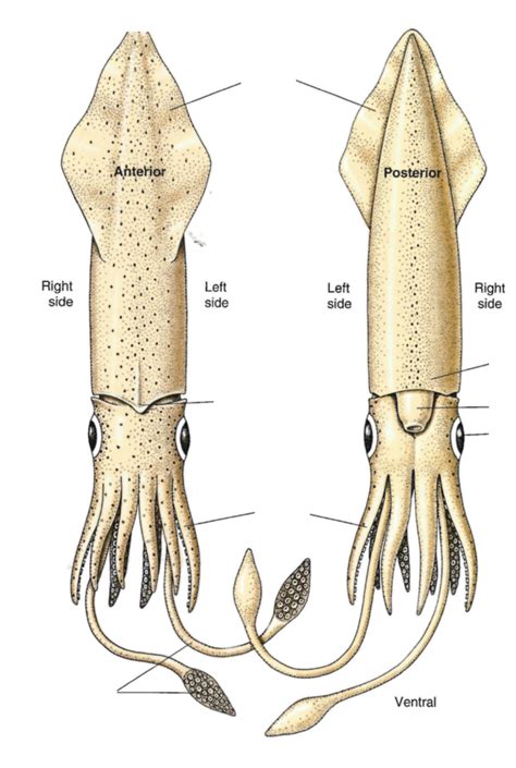 External Squid Structure Diagram | Quizlet