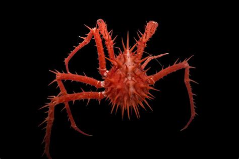 Bizarre new deep-sea creatures discovered off Australian coast | New ...