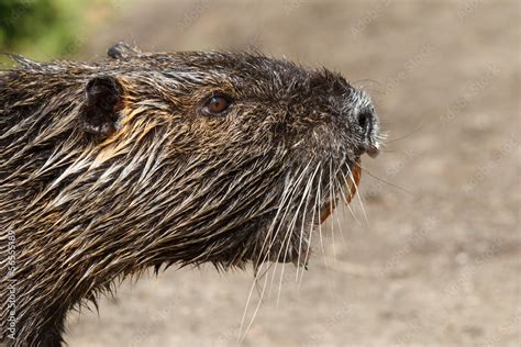 Nutria wildlife Stock Photo | Adobe Stock