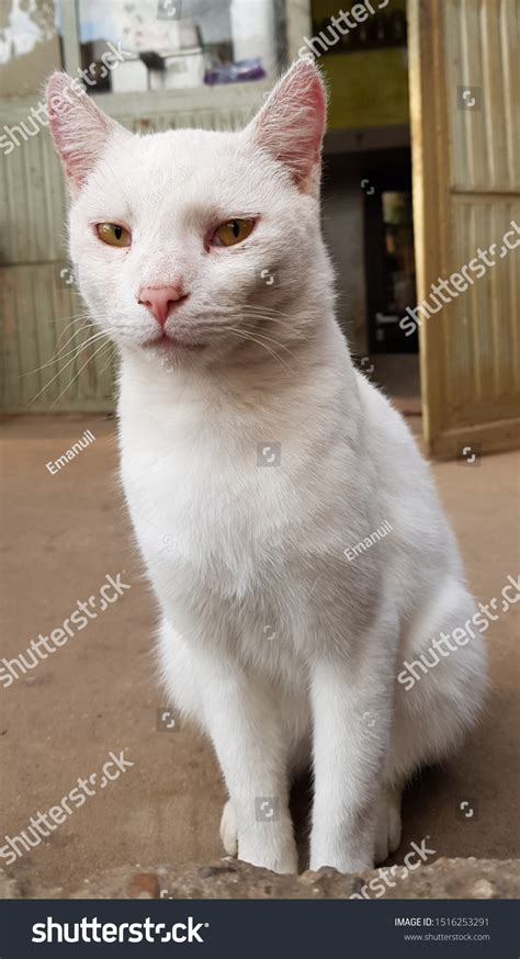 White Cat Red Eyes Looking High Stock Photo 1516253291 | Shutterstock