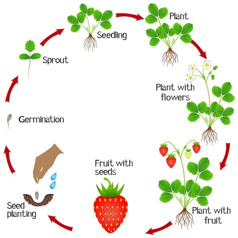 Strawberry Plant Article Archives – Page 2 of 2 – Strawberry Plants