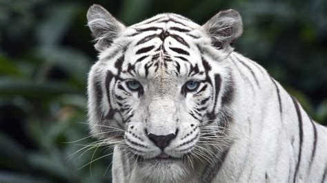 animals, Tiger, Singapore, White Wallpapers HD / Desktop and Mobile Backgrounds