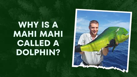 Why Is A Mahi Mahi Called A Dolphin? What Is Dolphin Meat Called? | DolphinXpert