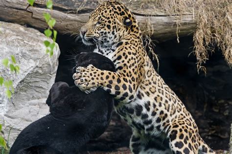 Jaguar Habitat