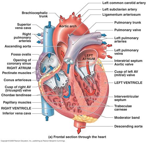 Anatomy of the heart Diagram | Quizlet