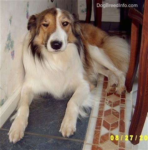 Scotch Collie Dog Breed Information and Pictures