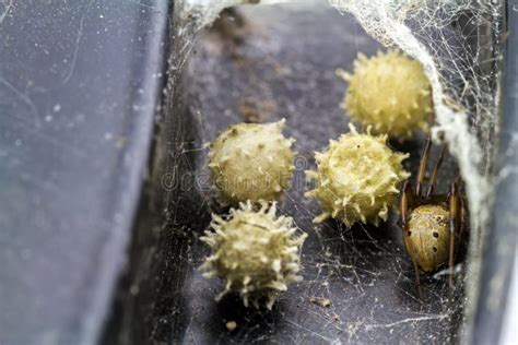 Close Up Brown Widow Spider Latrodectus Geometricus and Nest in Nature Stock Photo - Image of ...