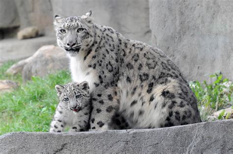 Snow Leopard Cub Can't Stop Jumping On Things During Public Debut At ...